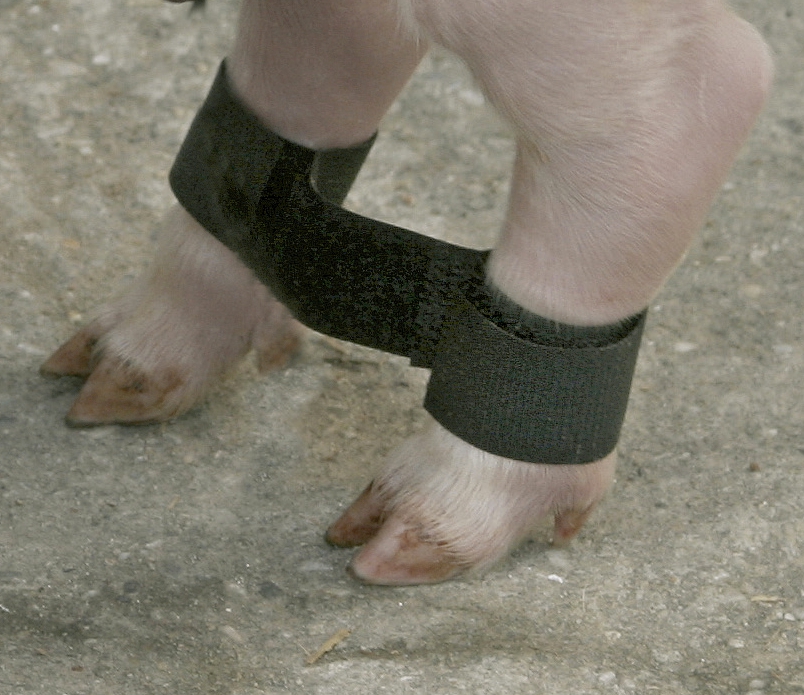 Ленты для фиксации ног у поросят
